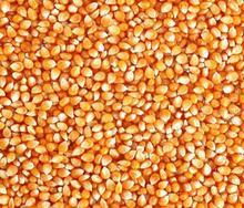 富亿农饲料厂求购玉米小麦高粱黄豆麸皮米糠等饲料原料高清图片 高清大图