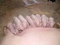 大约克,生猪养殖,杜洛克,长白条猪,大白猪,三元良杂瘦肉型商品苗猪-保定康泰养殖场