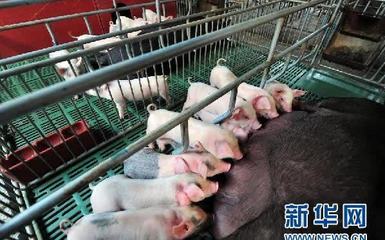正式上线!农业农村部等5部门联合发布生猪产品信息数据